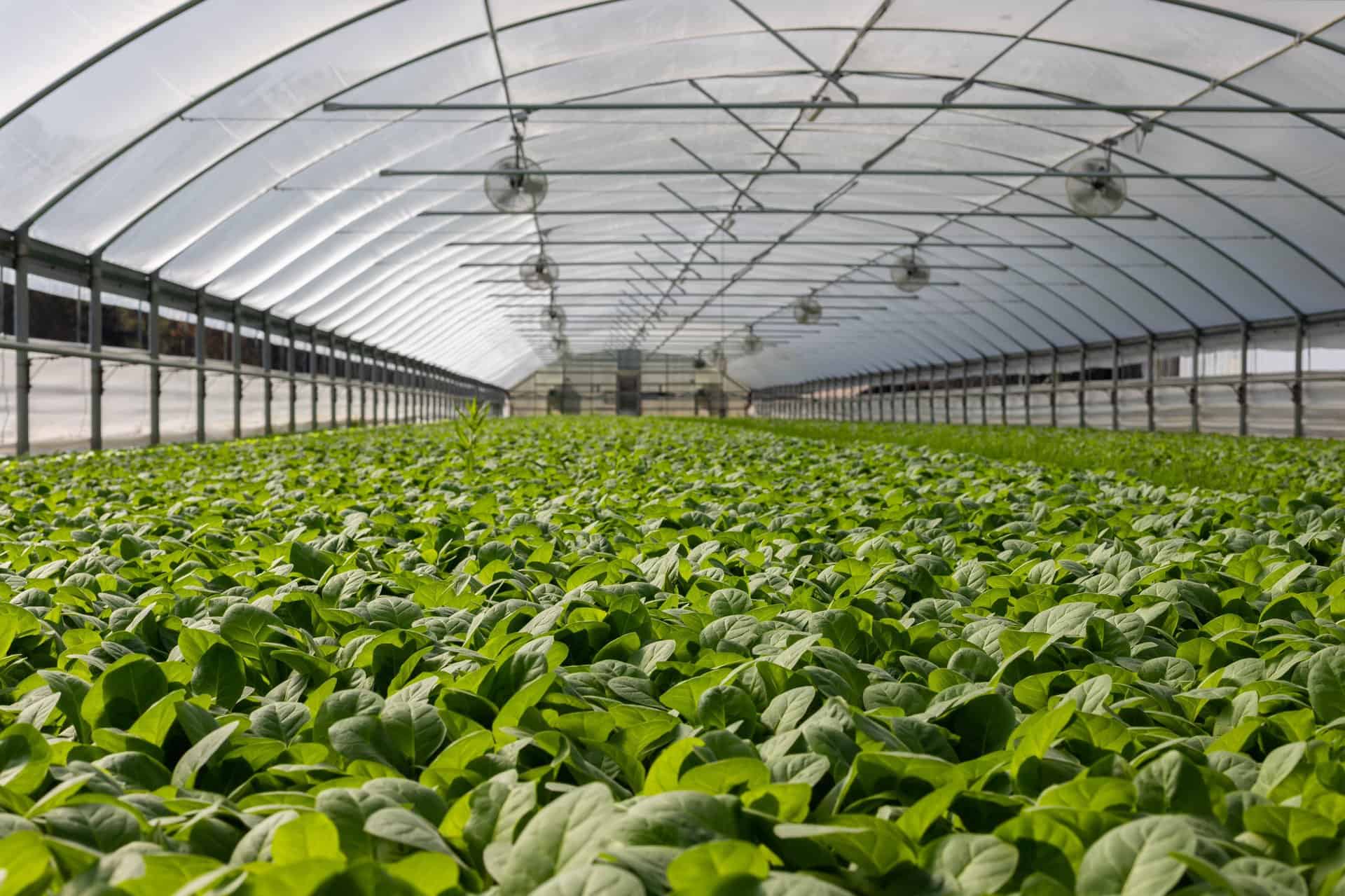 Commercial Greenhouse Costs