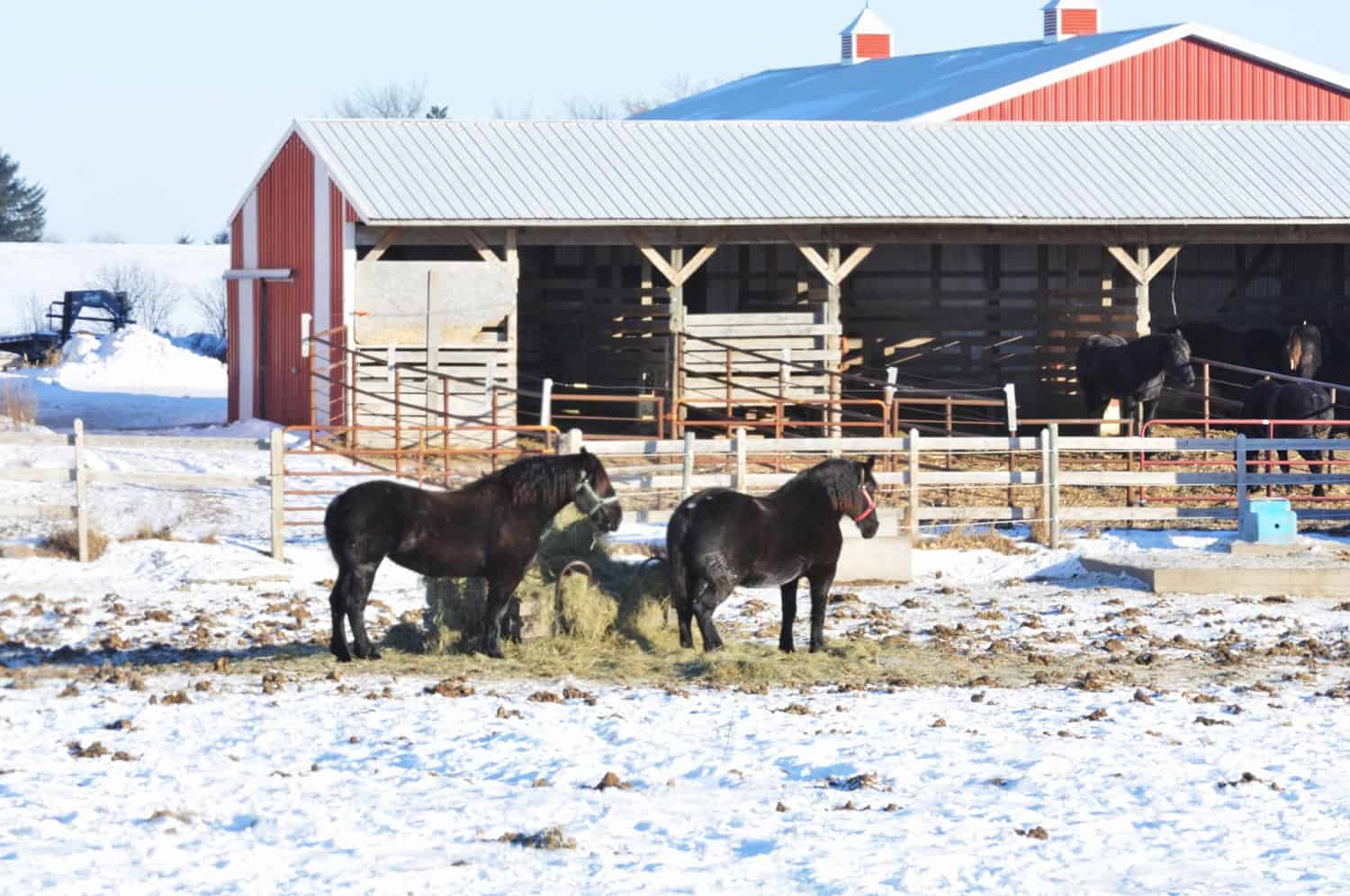 equine barn for sale